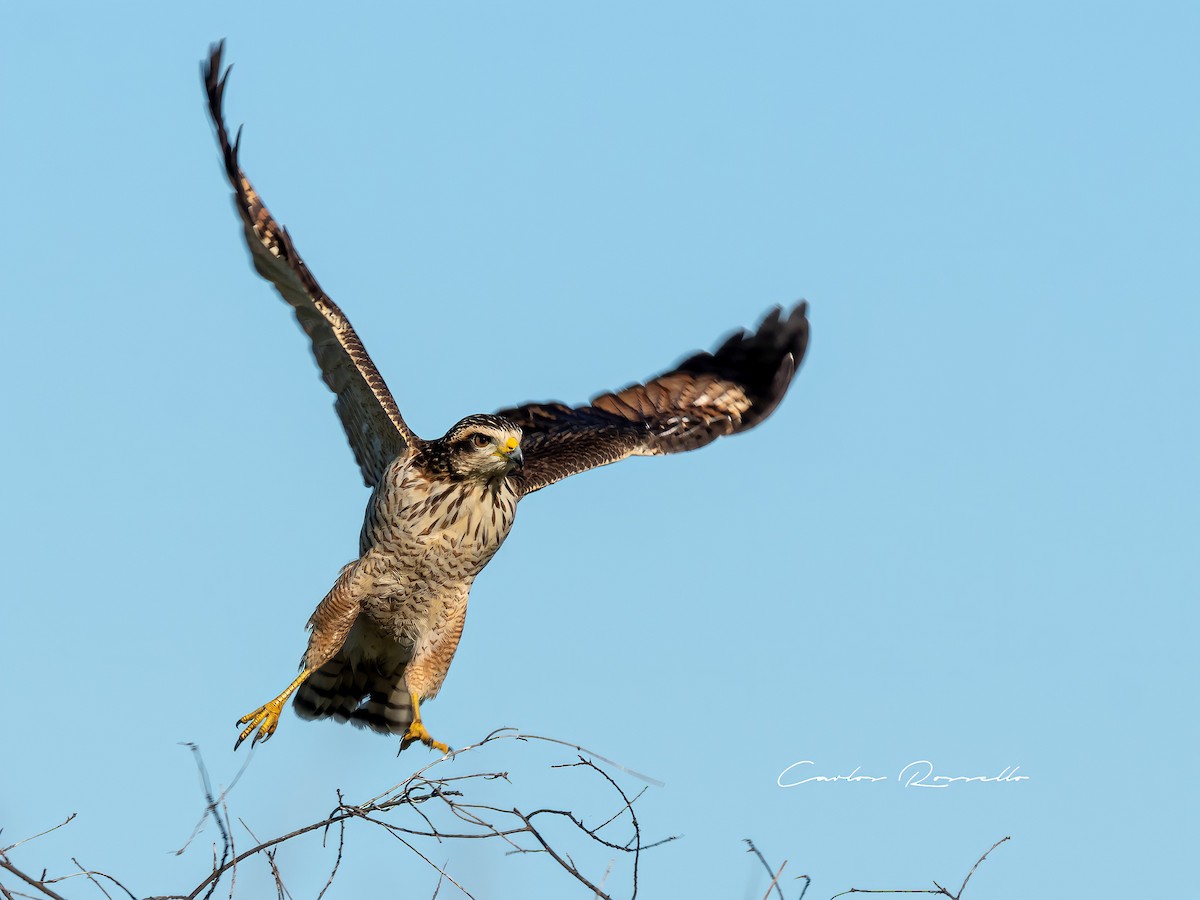 Roadside Hawk - ML340098241