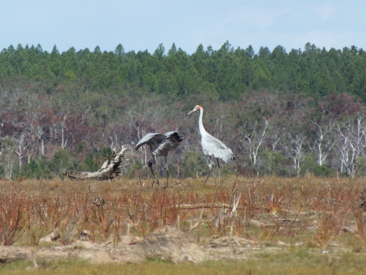 Grulla Brolga - ML340098381