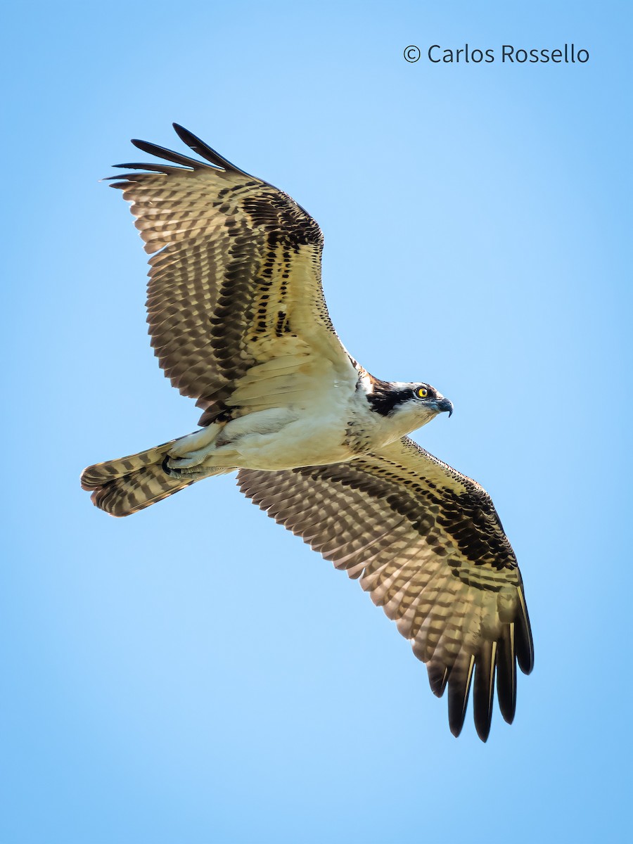 Osprey - Carlos Rossello