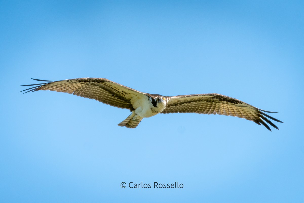 Osprey - Carlos Rossello