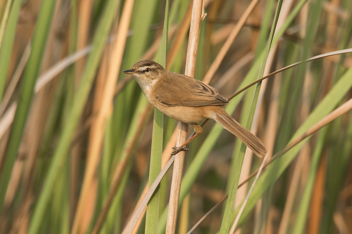 Manchurian Reed Warbler - ML340101831