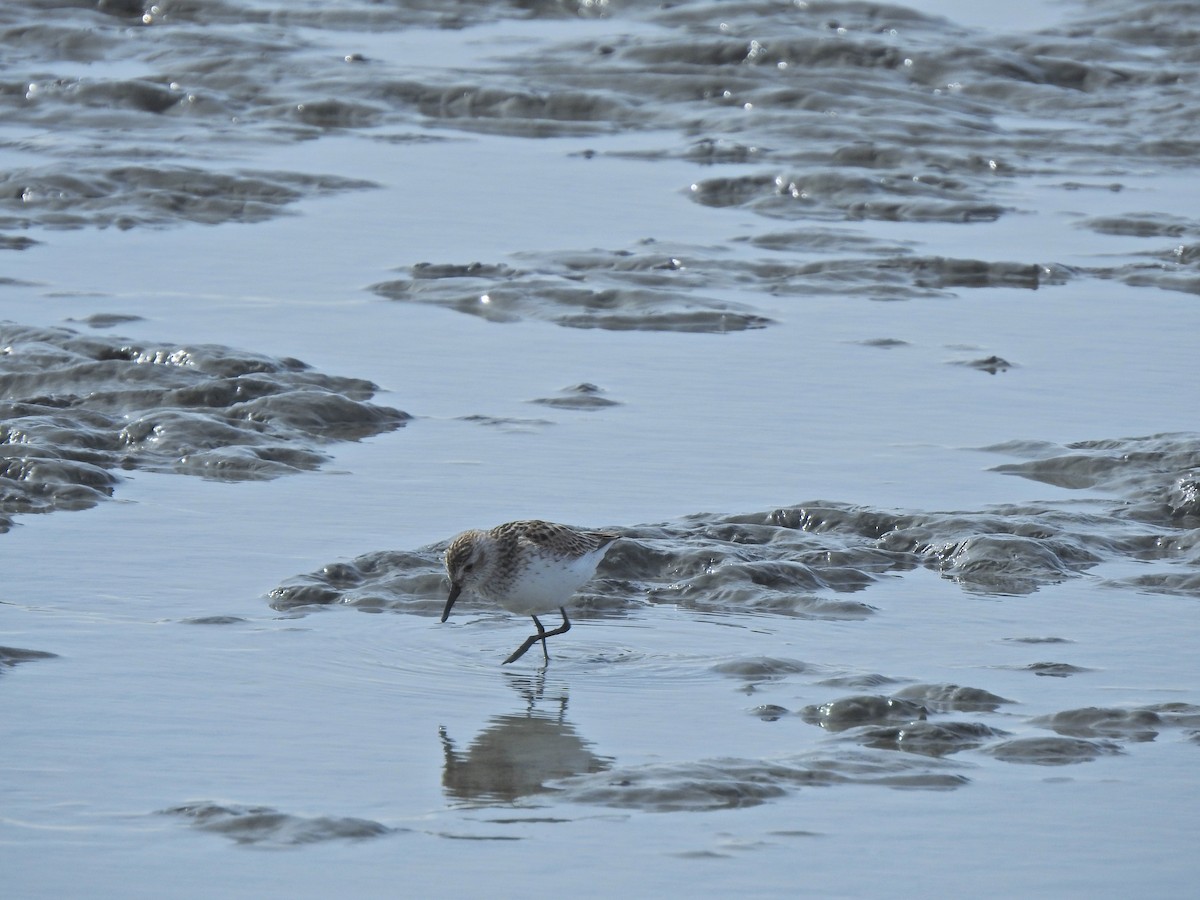 Semipalmated Sandpiper - ML340102691