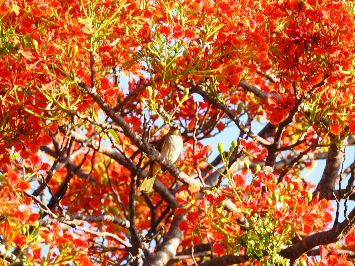 White-browed Bulbul - ML340102721