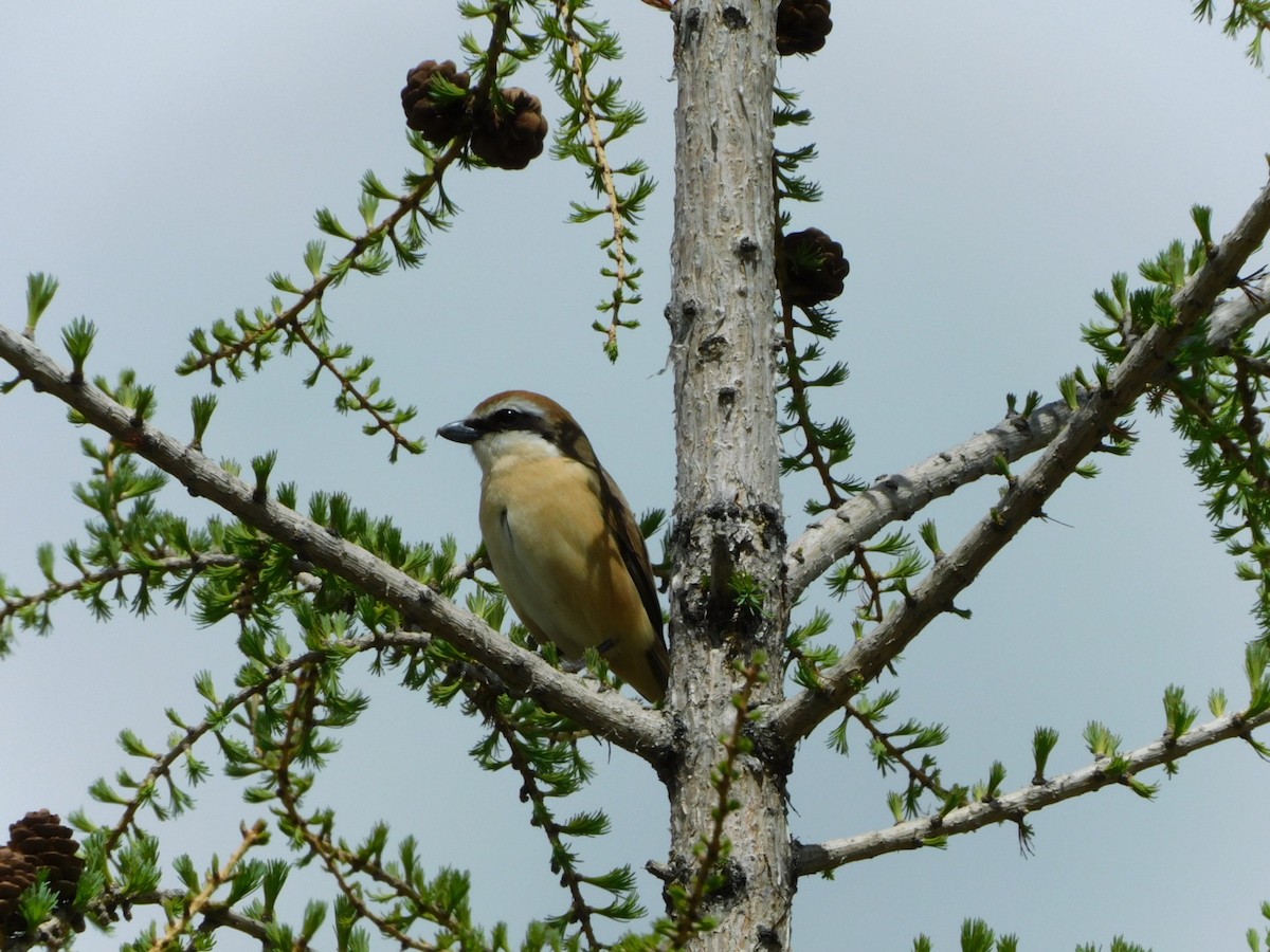 Brown Shrike - Garid Nyambayar