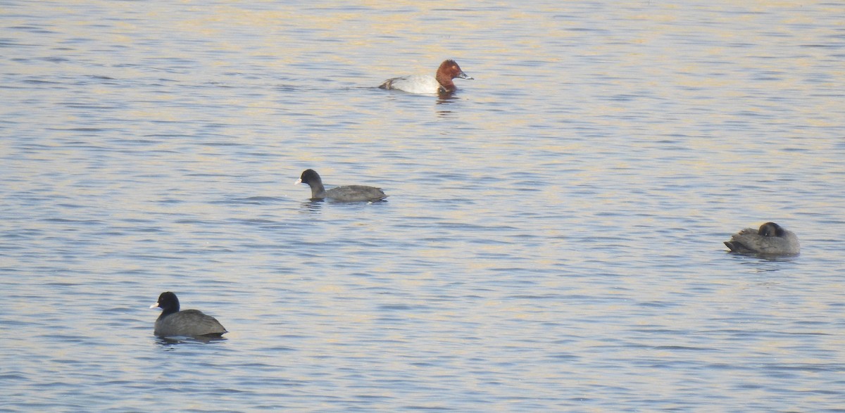 Common Pochard - ML340104701