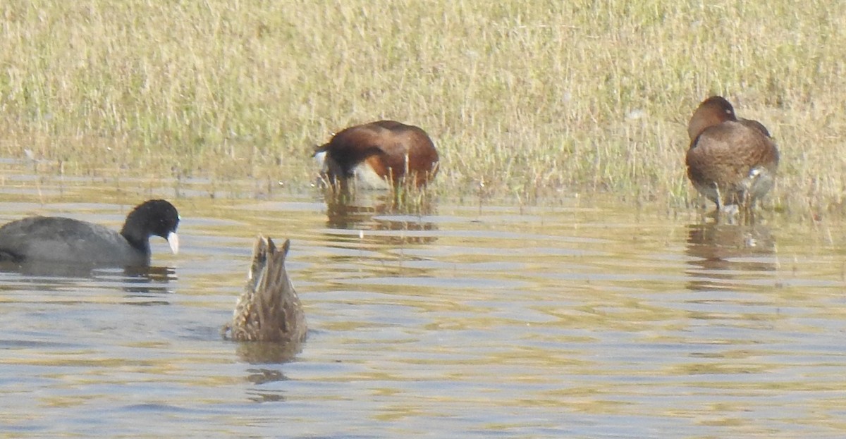 Ferruginous Duck - ML340104711