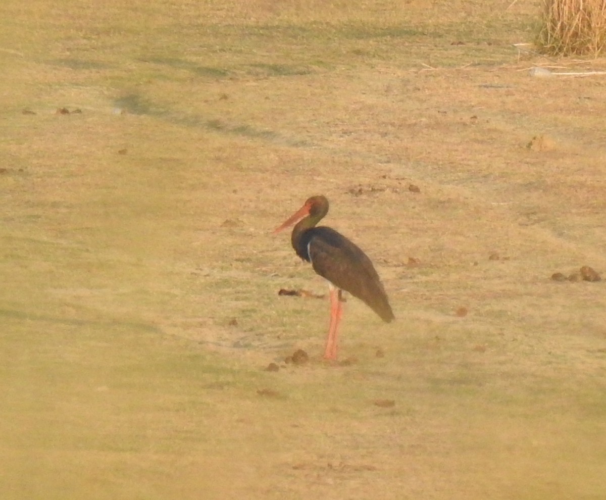 Black Stork - ML340104751