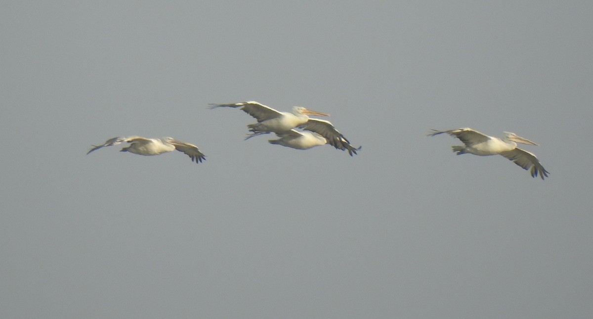 Dalmatian Pelican - ML340104781