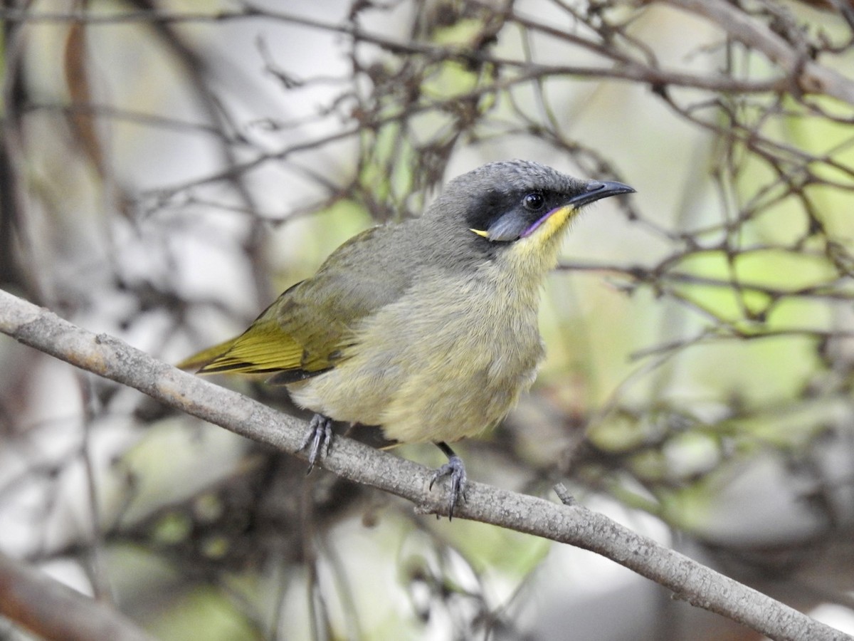 Purple-gaped Honeyeater - ML340104791