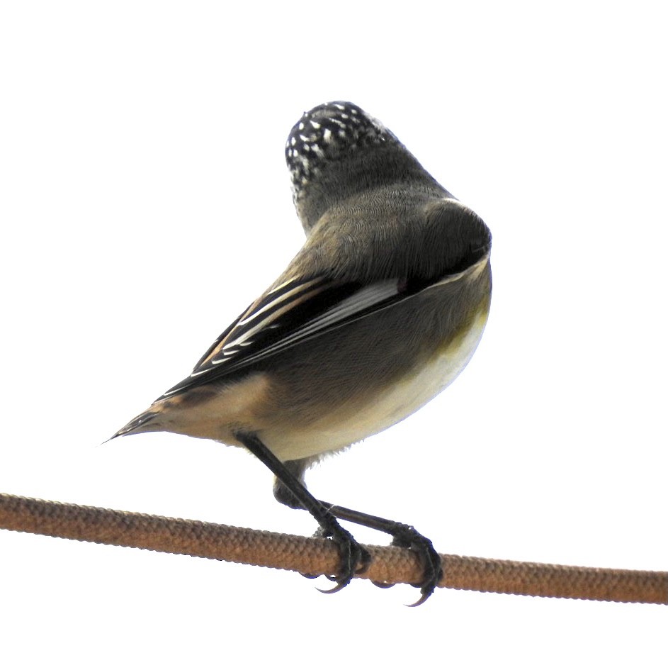 Pardalote à point jaune - ML340104811