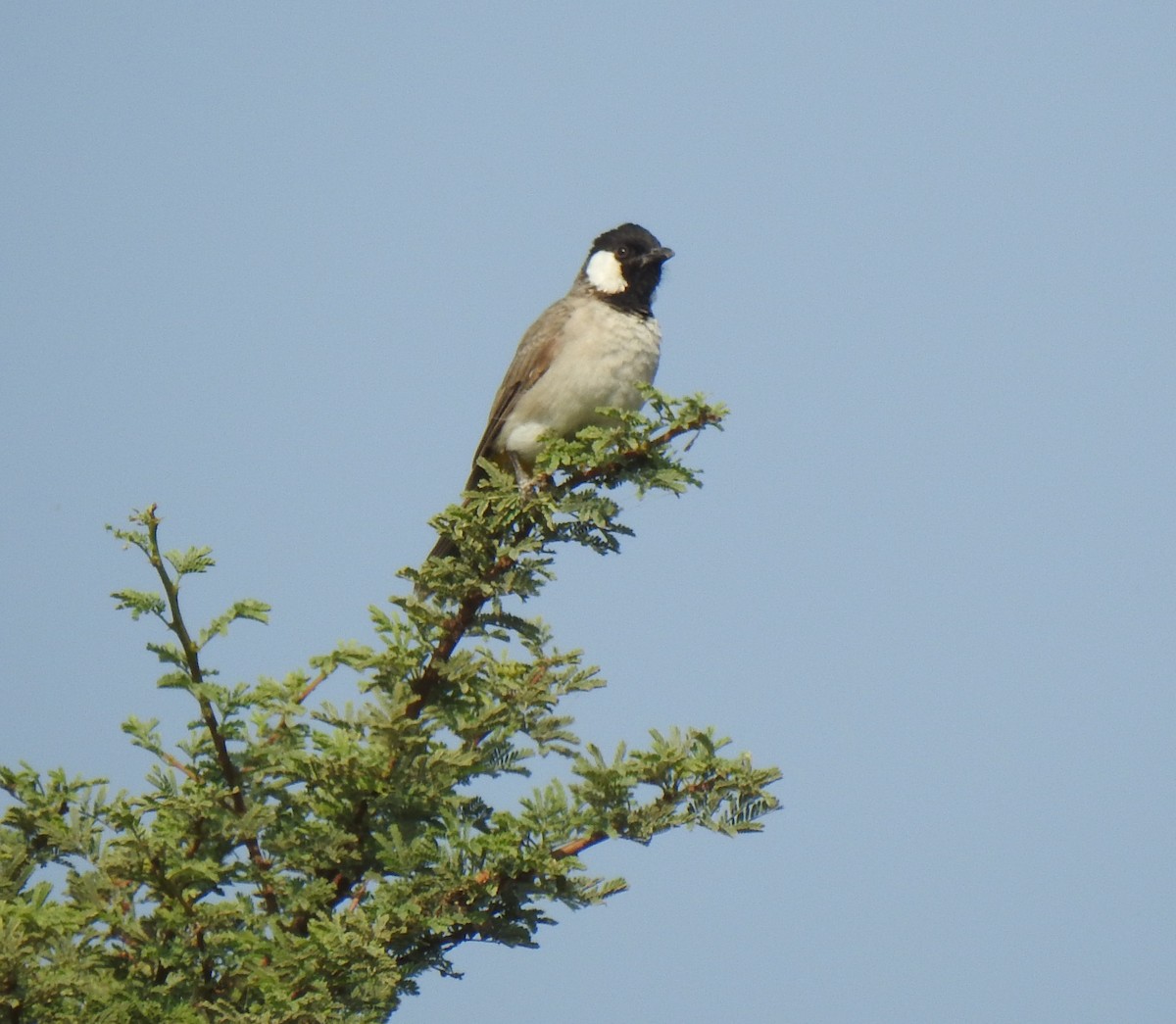 Bulbul à oreillons blancs - ML340104951