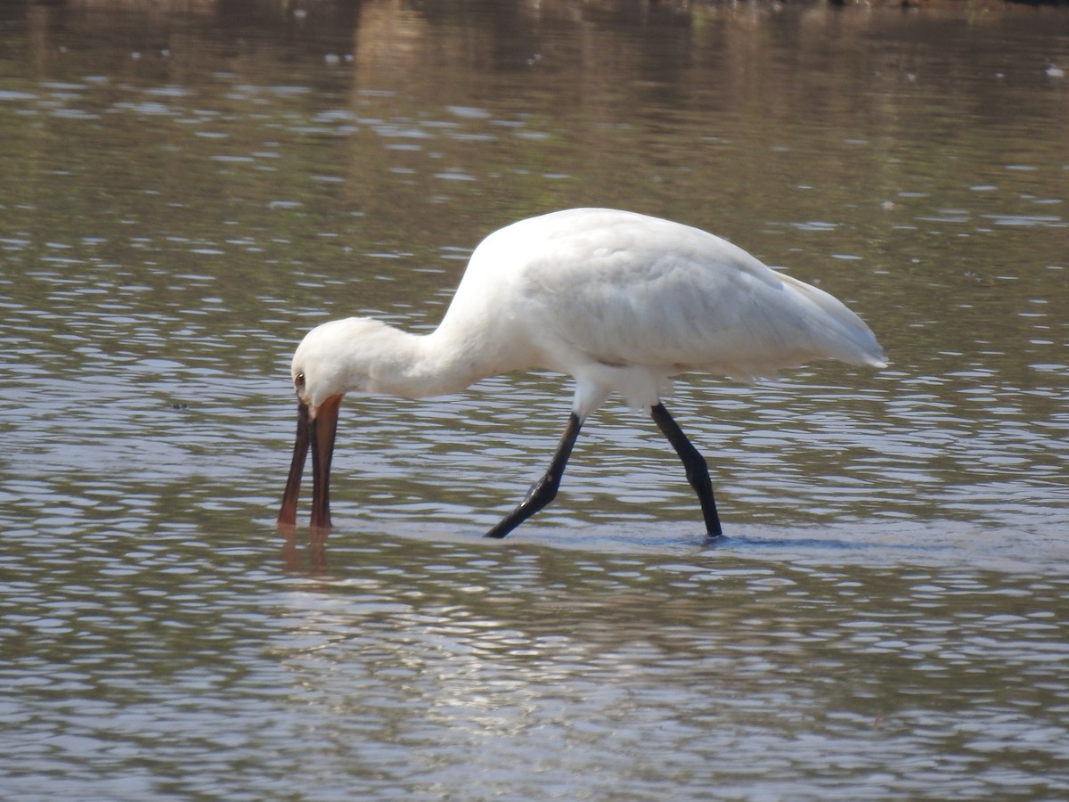 Eurasian Spoonbill - Justin Harris