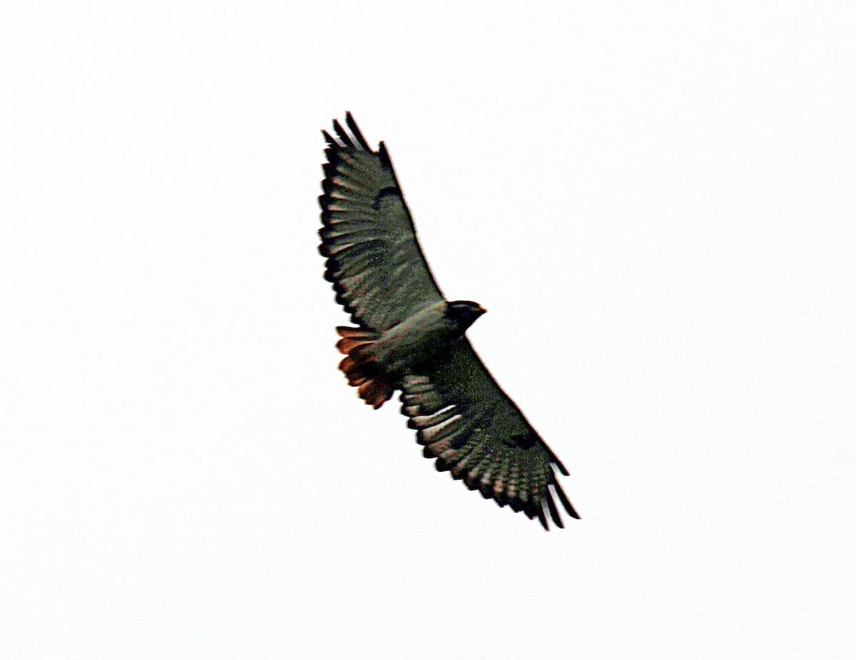 Augur Buzzard (Augur) - ML340105761