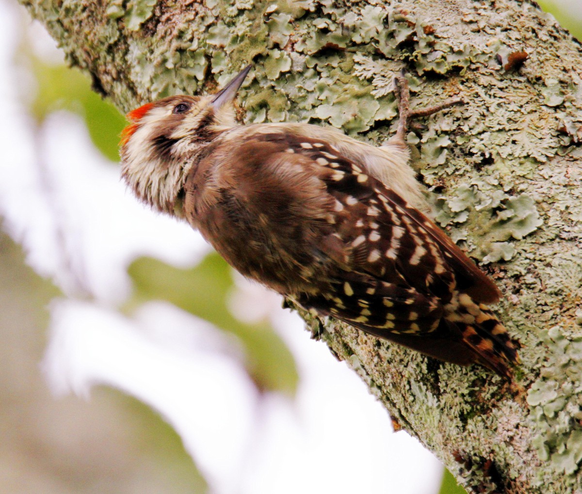 Brown-backed Woodpecker - ML340105771