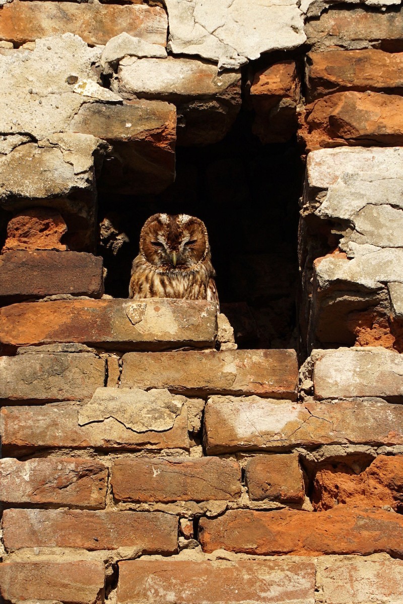 Tawny Owl - Rudo Jureček