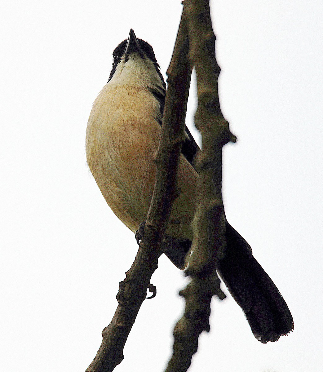 Tropical Boubou - ML340105851