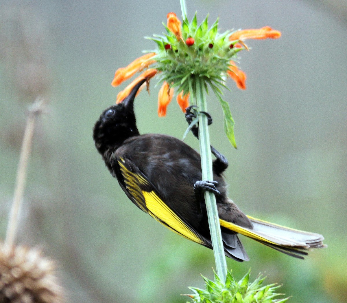 Golden-winged Sunbird - ML340105911