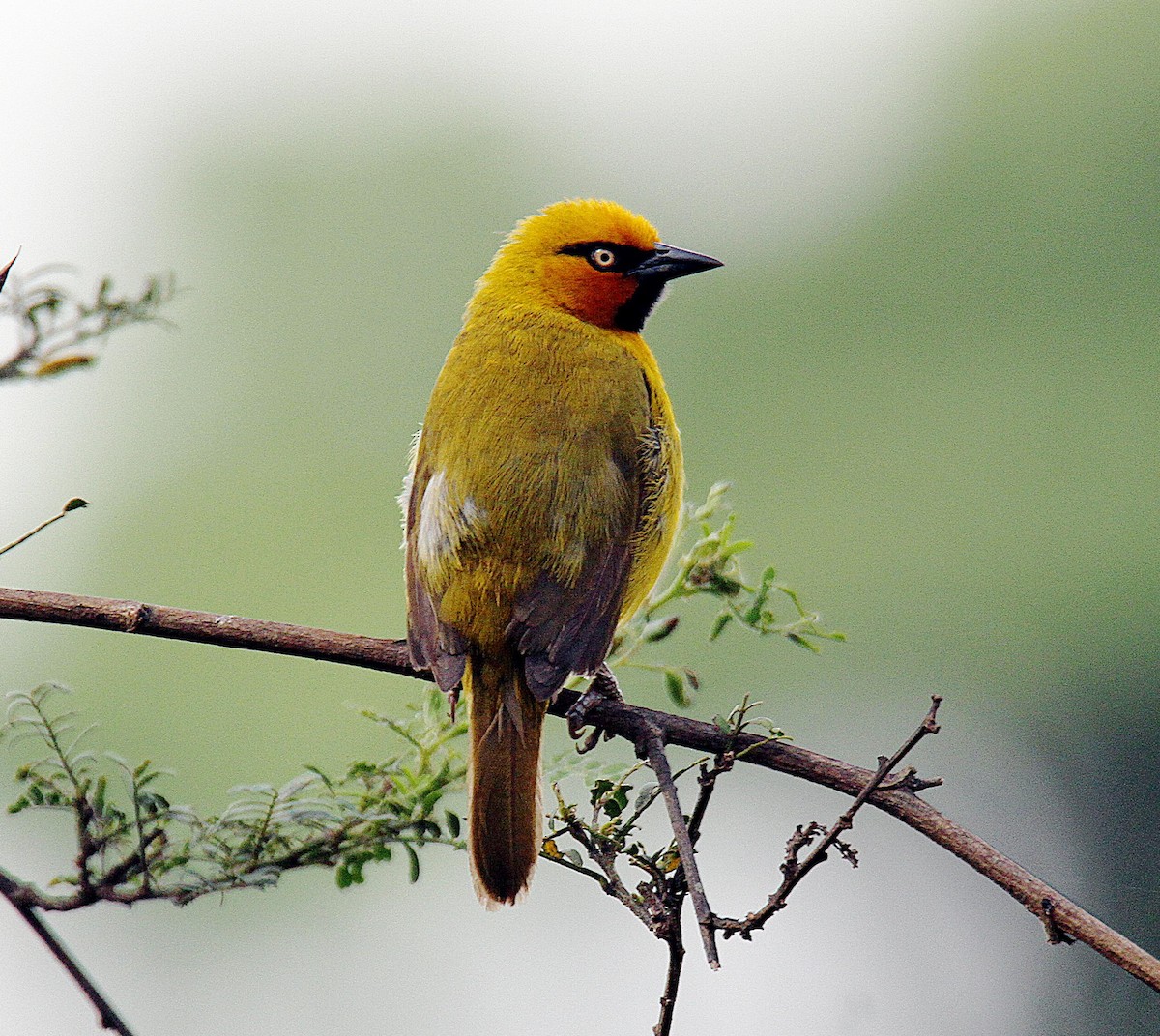 Spectacled Weaver - ML340105961