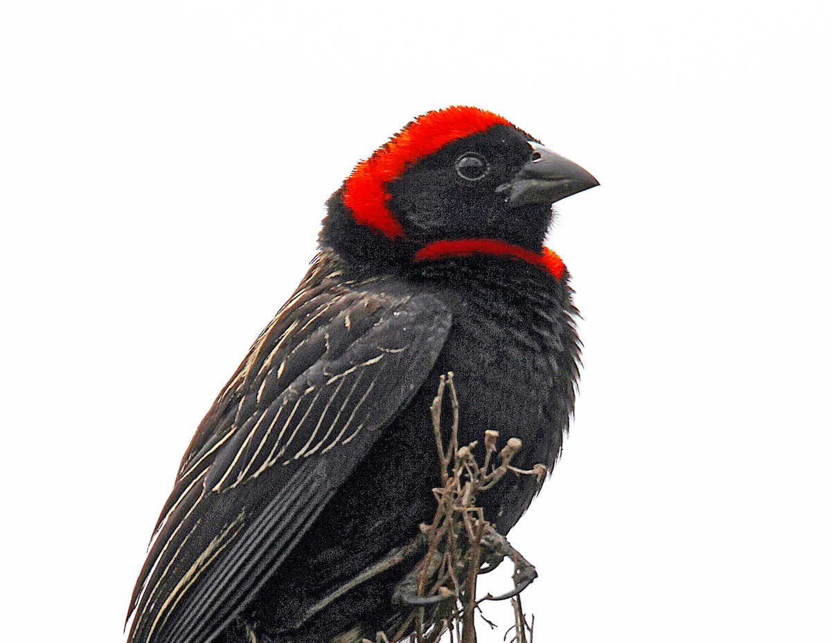 Red-cowled Widowbird - ML340105981