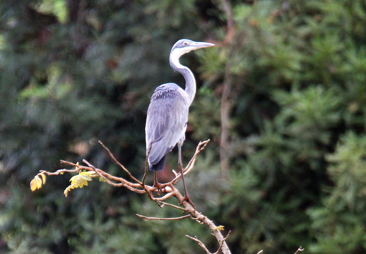 Black-headed Heron - ML340105991