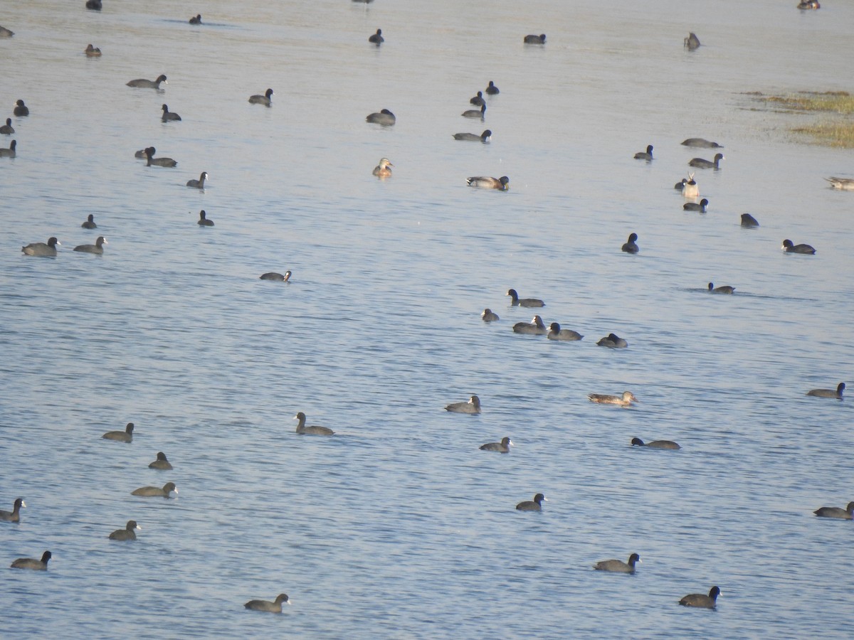 Eurasian Coot - ML340106431