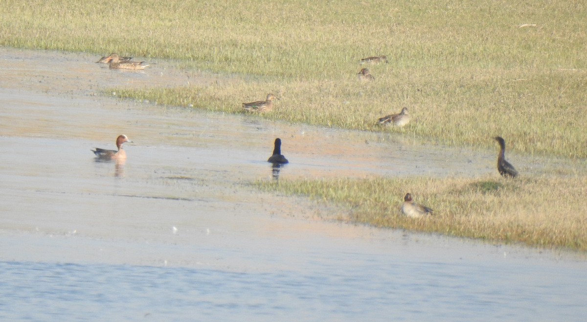 Eurasian Wigeon - ML340106591