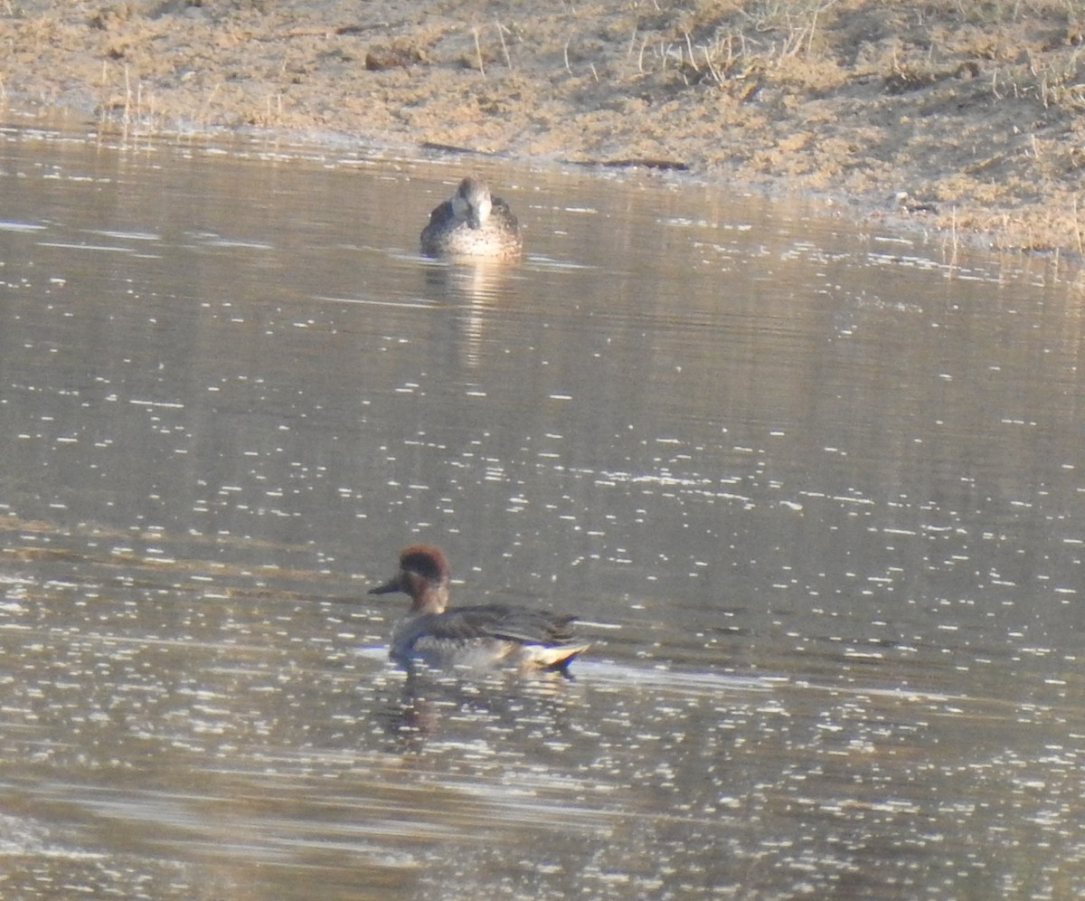 Green-winged Teal - ML340106671