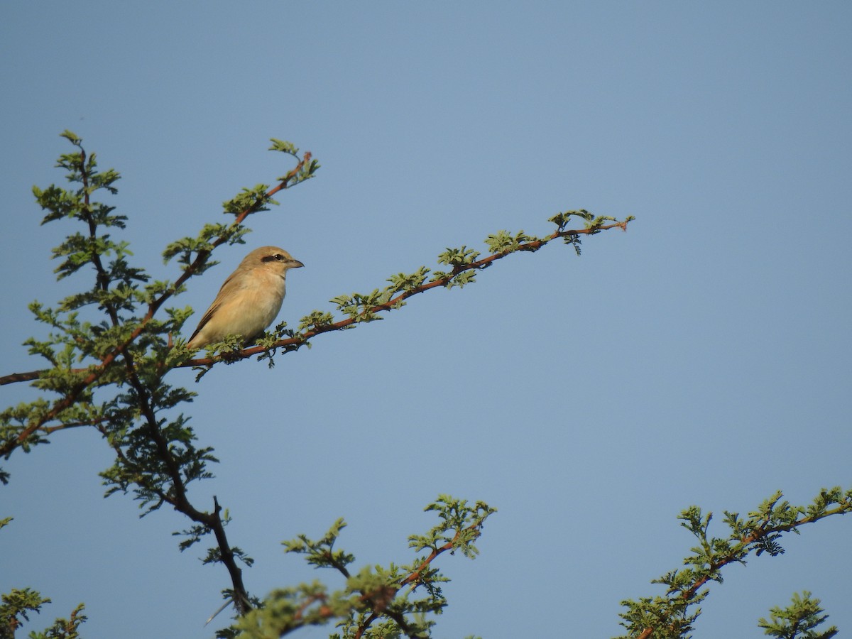 Isabelline Shrike - ML340106771