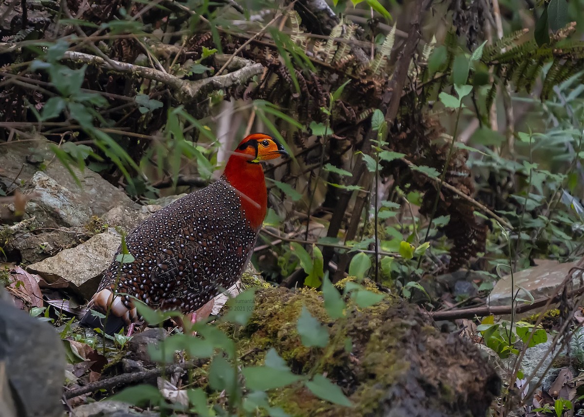 Blyth's Tragopan - ML340106931