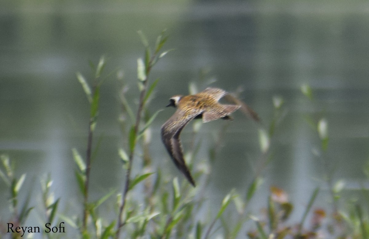 Pacific Golden-Plover - Reyan sofi