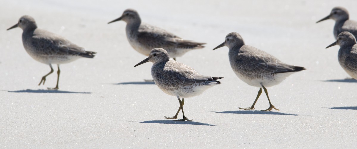 Red Knot - ML34010991