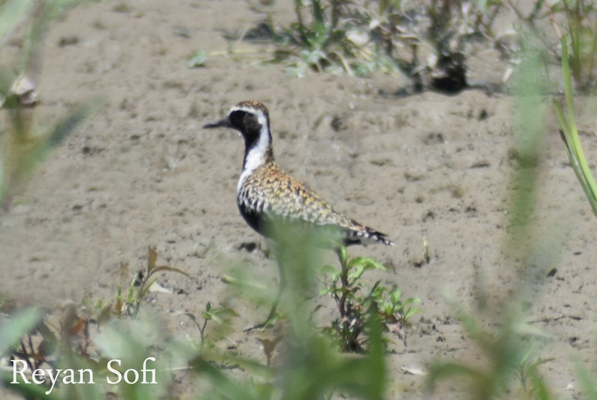 Pacific Golden-Plover - ML340109941