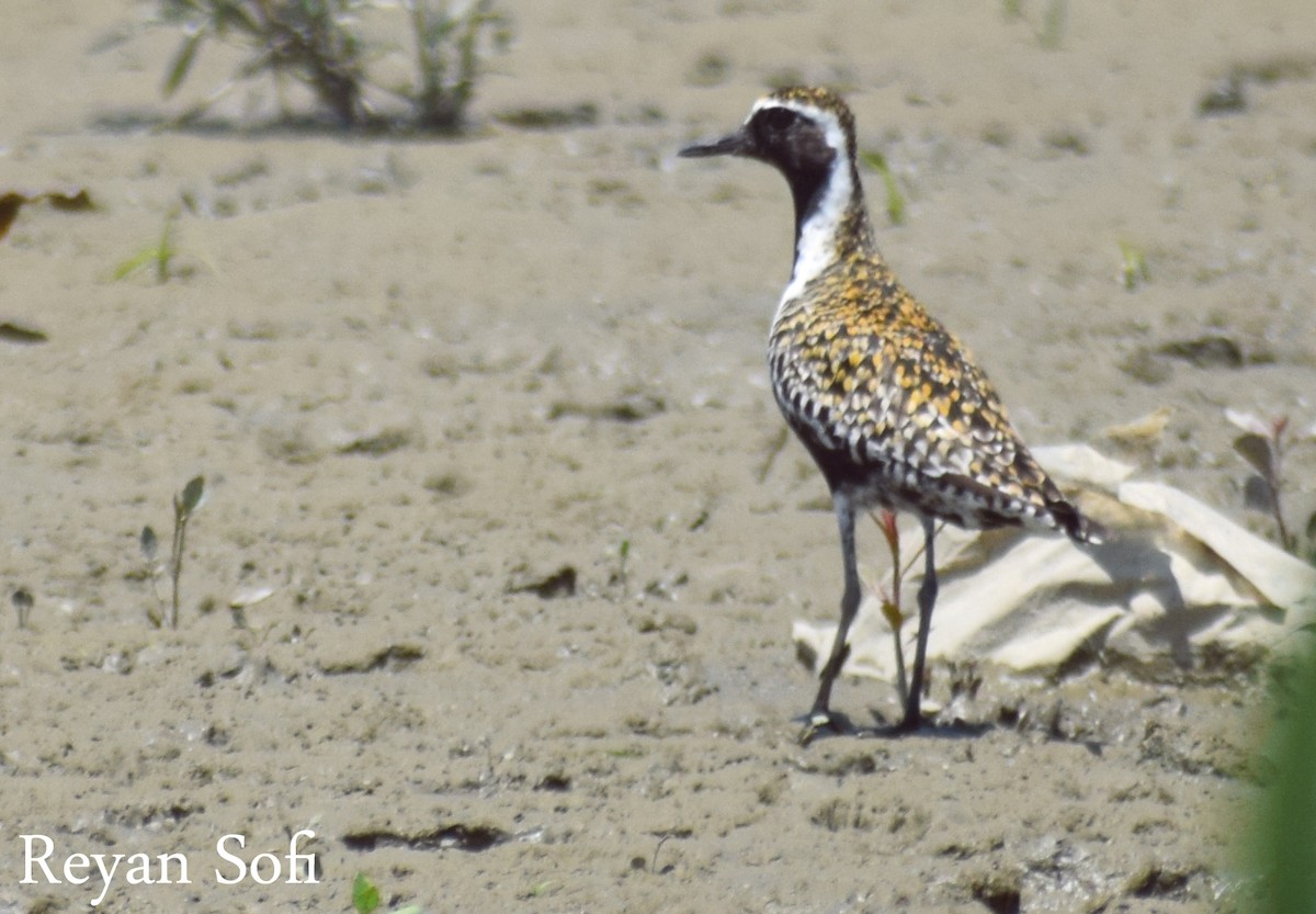 Pacific Golden-Plover - ML340110101