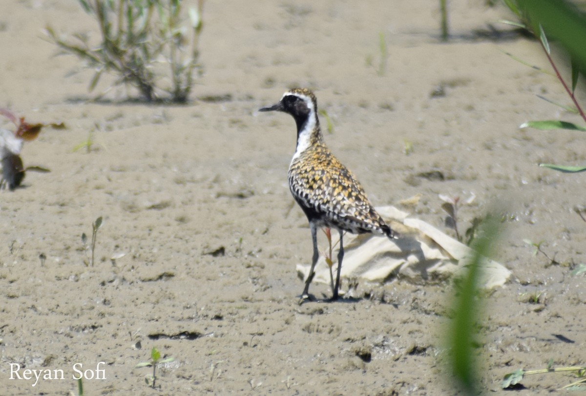 Pacific Golden-Plover - Reyan sofi