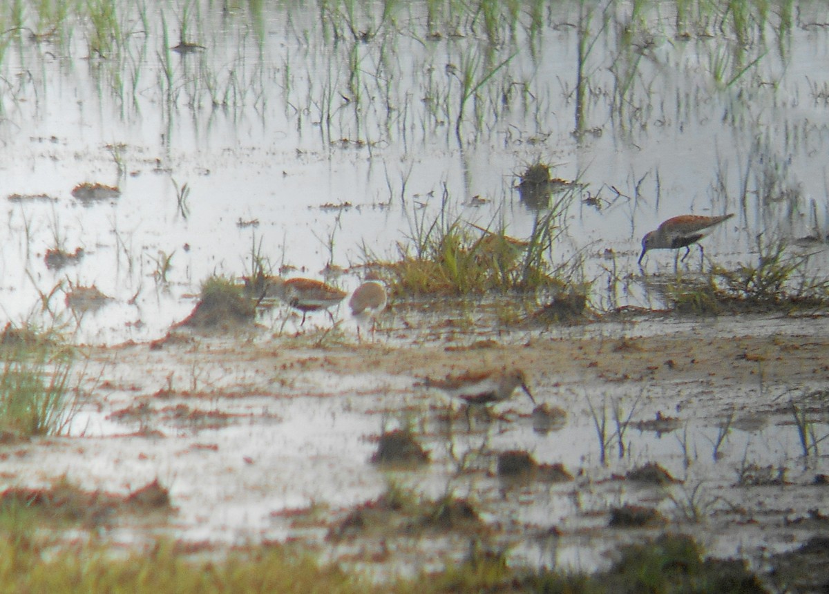 Dunlin - ML340110471