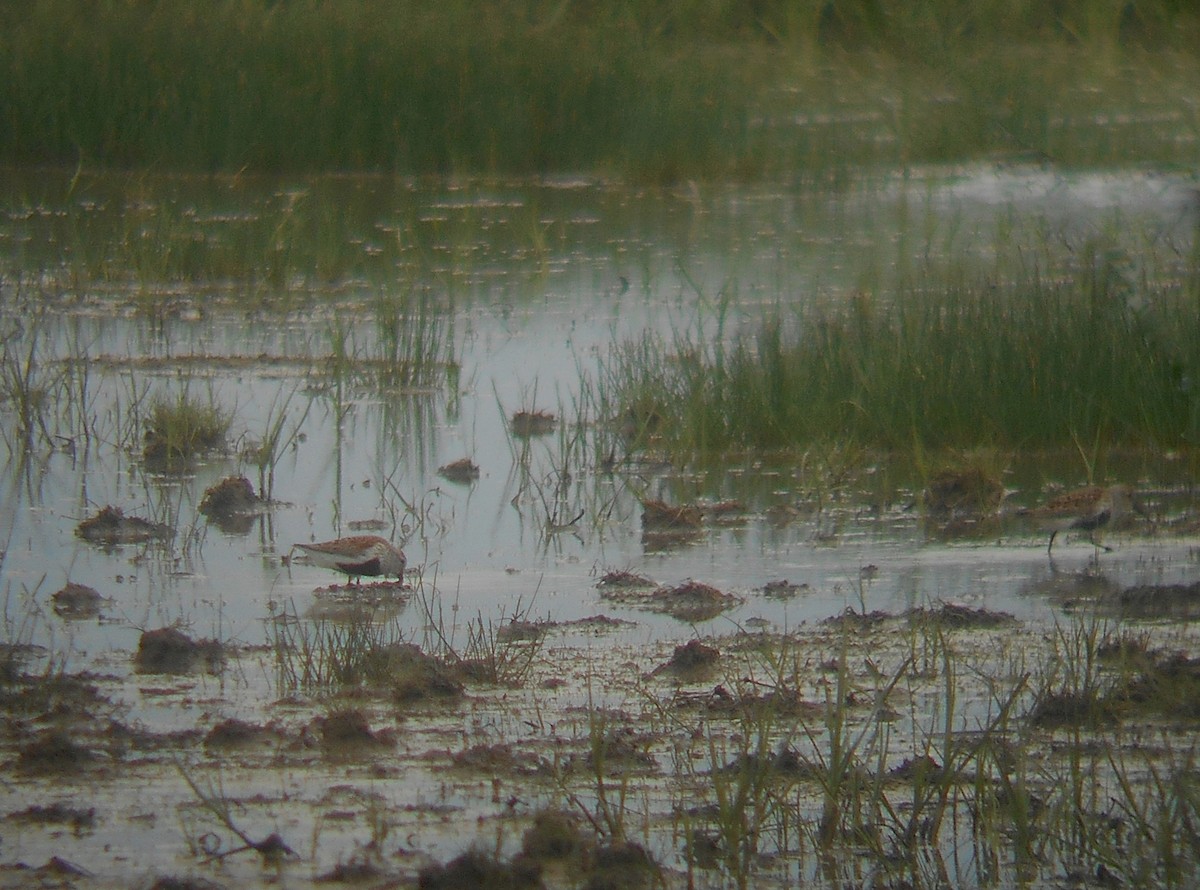 Dunlin - ML340110501