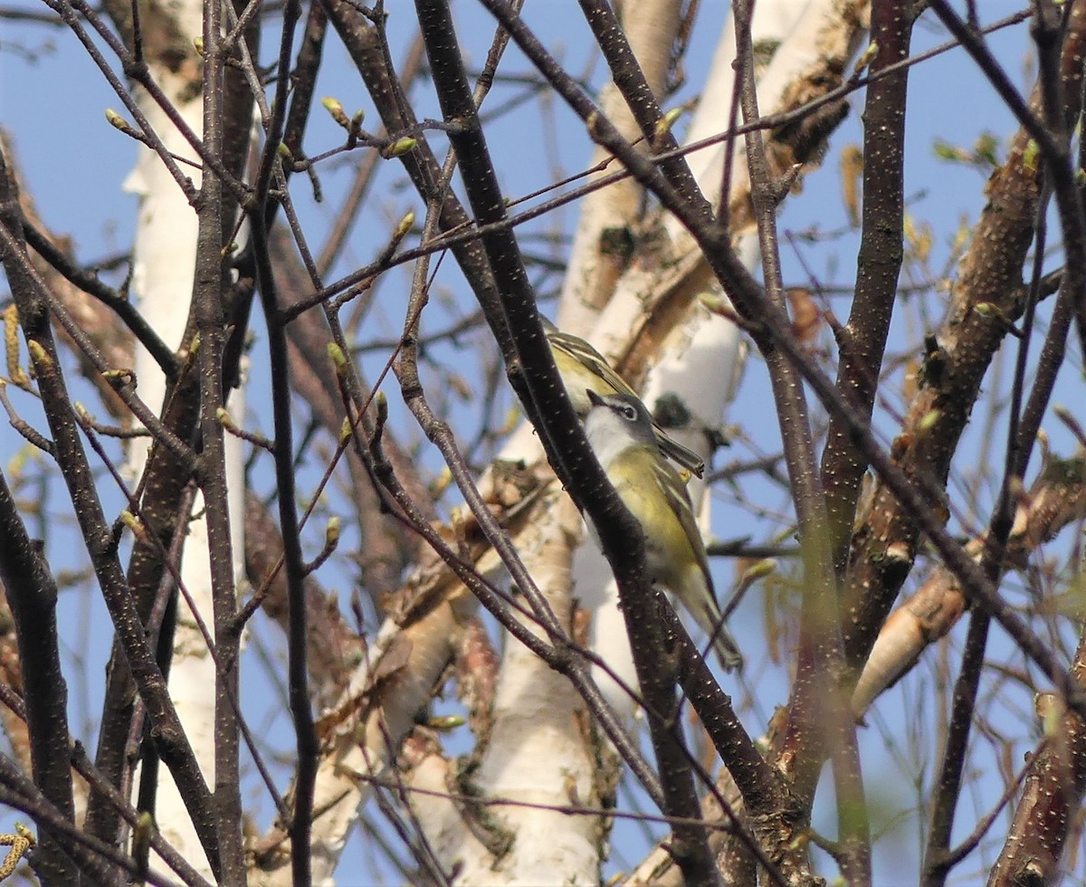 Blue-headed Vireo - ML340110861