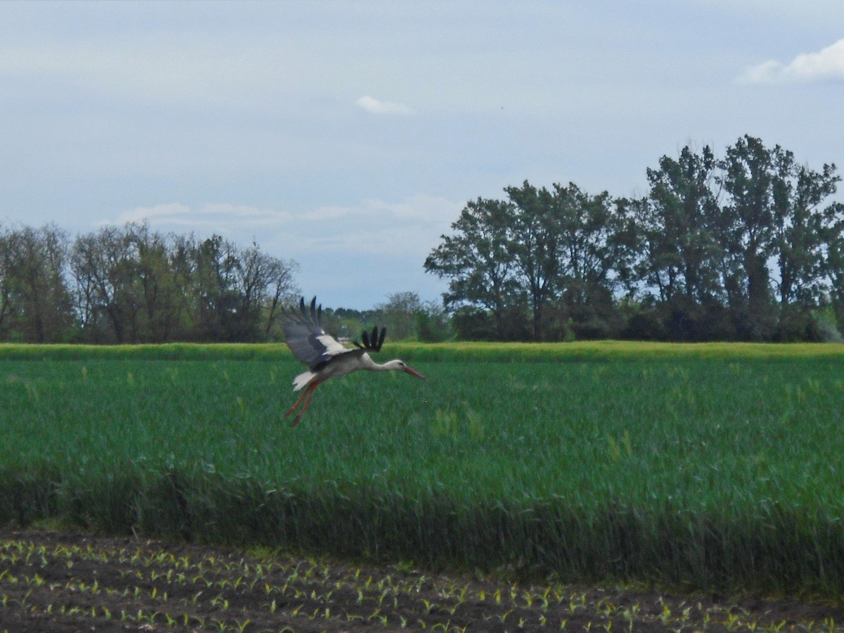 White Stork - ML340111761