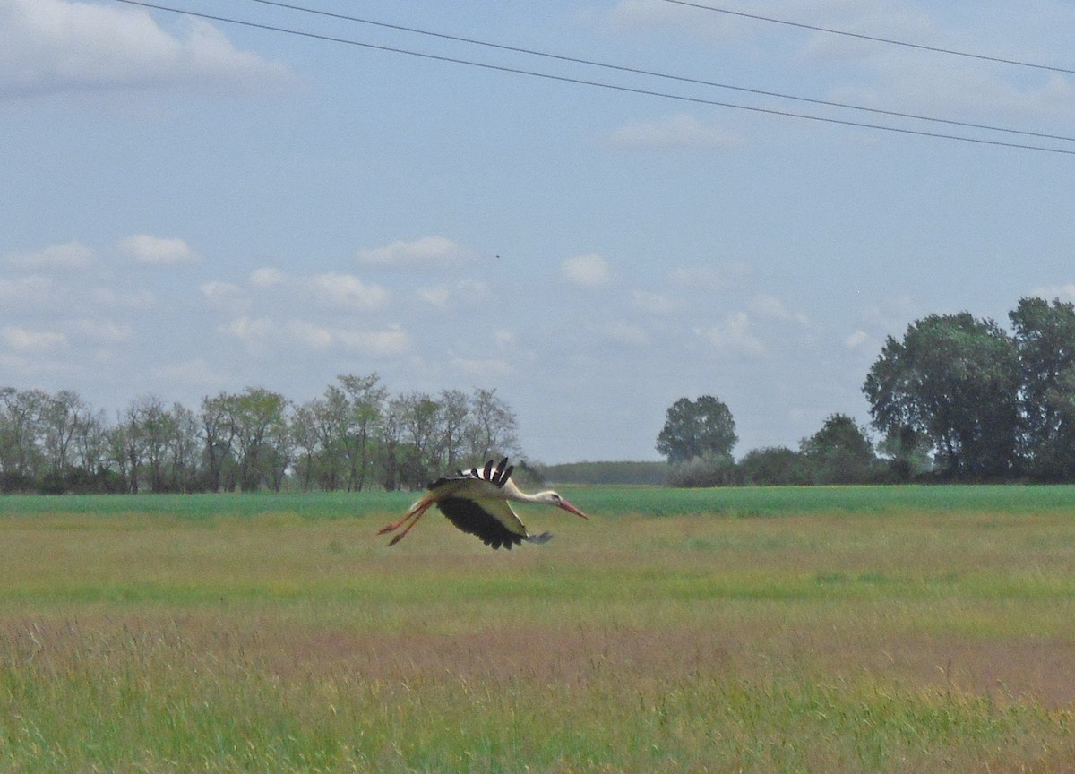 White Stork - ML340111771