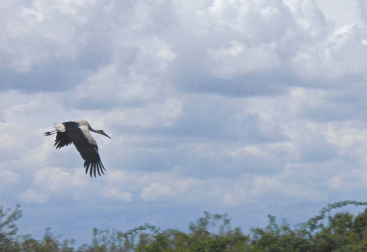 White Stork - ML340111801