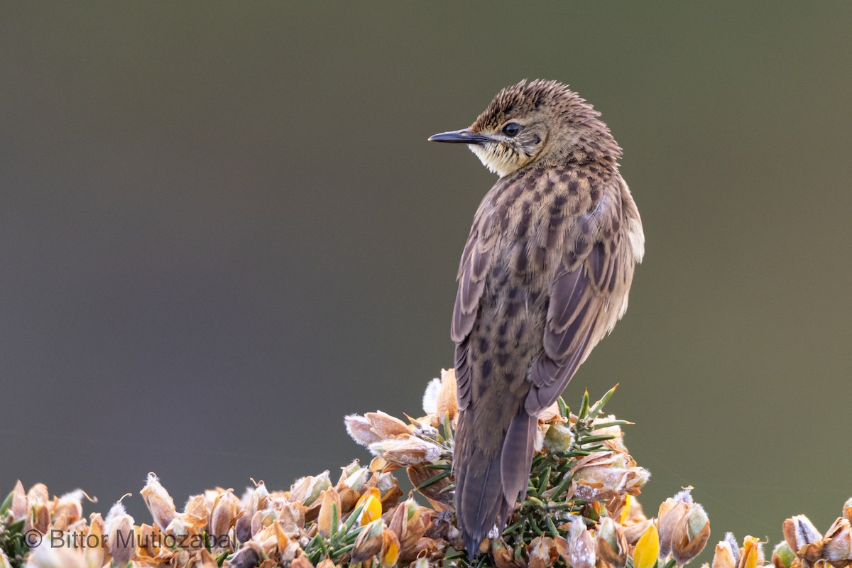Common Grasshopper Warbler - ML340113161