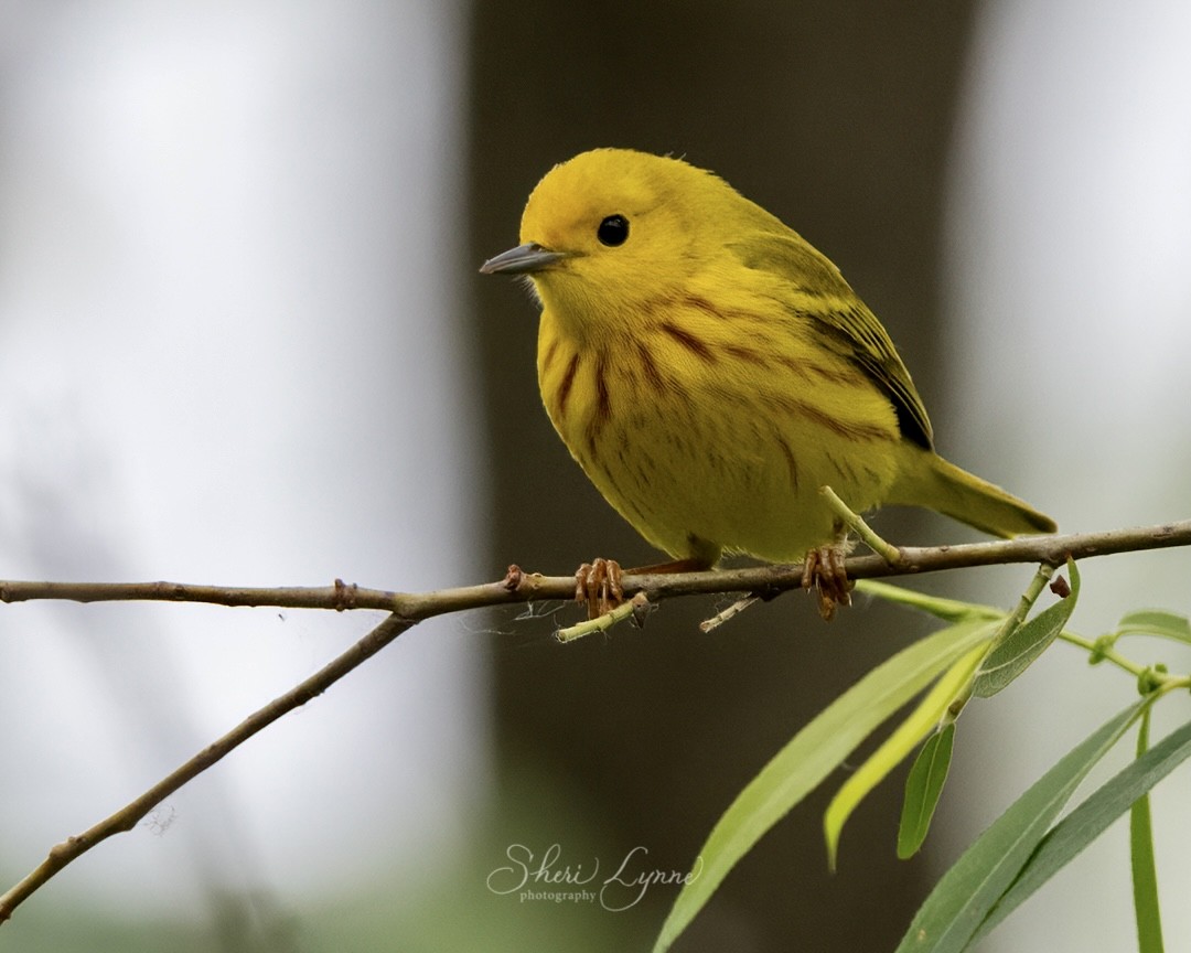 Yellow Warbler - Sheri Thompson