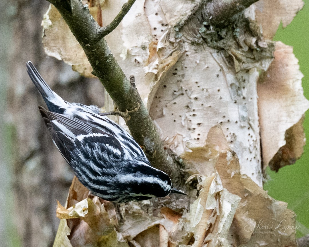 Black-and-white Warbler - ML340113891