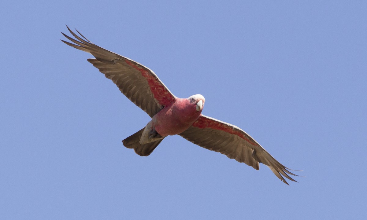 kakadu růžový - ML34011421