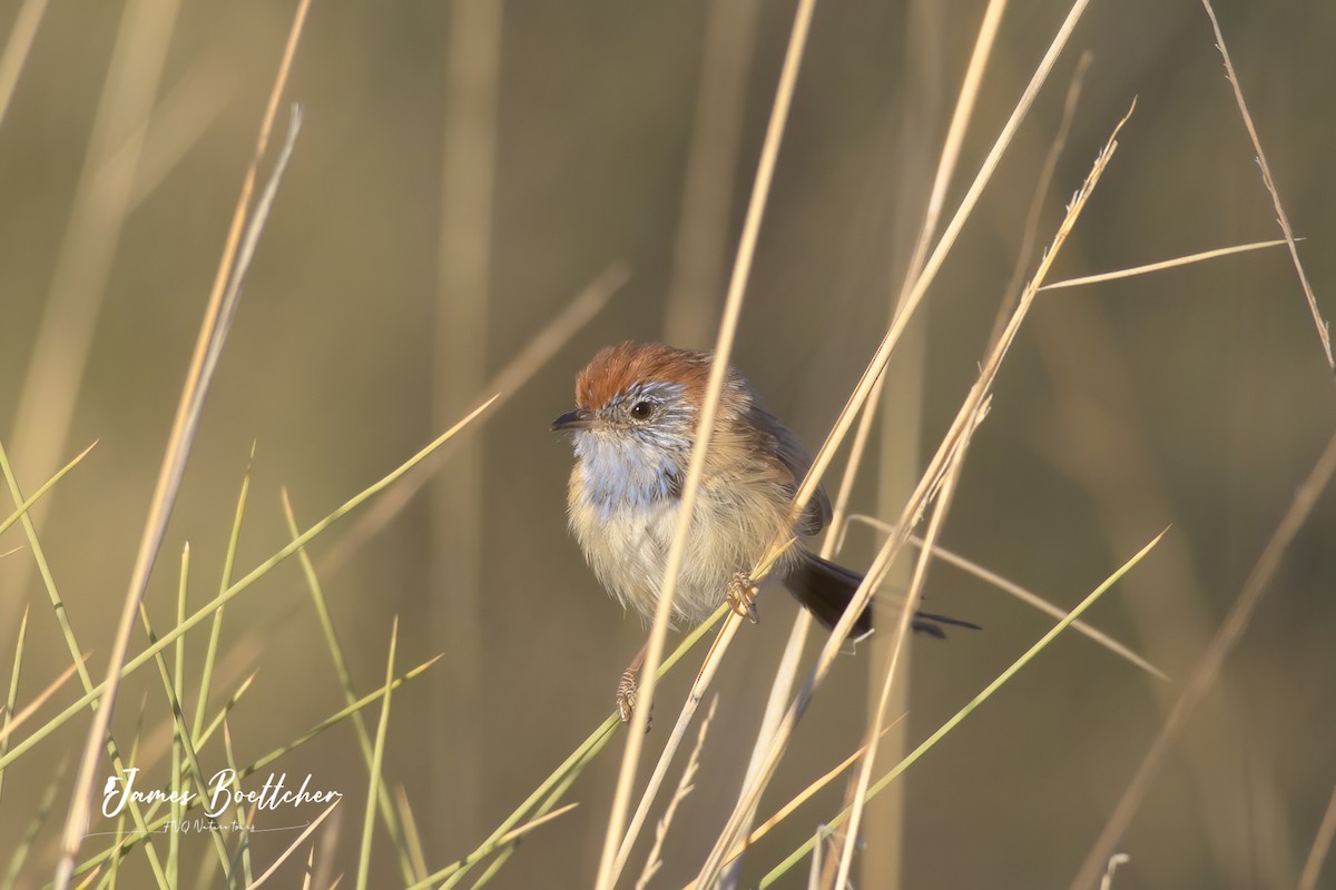 Rufous-crowned Emuwren - ML340114891