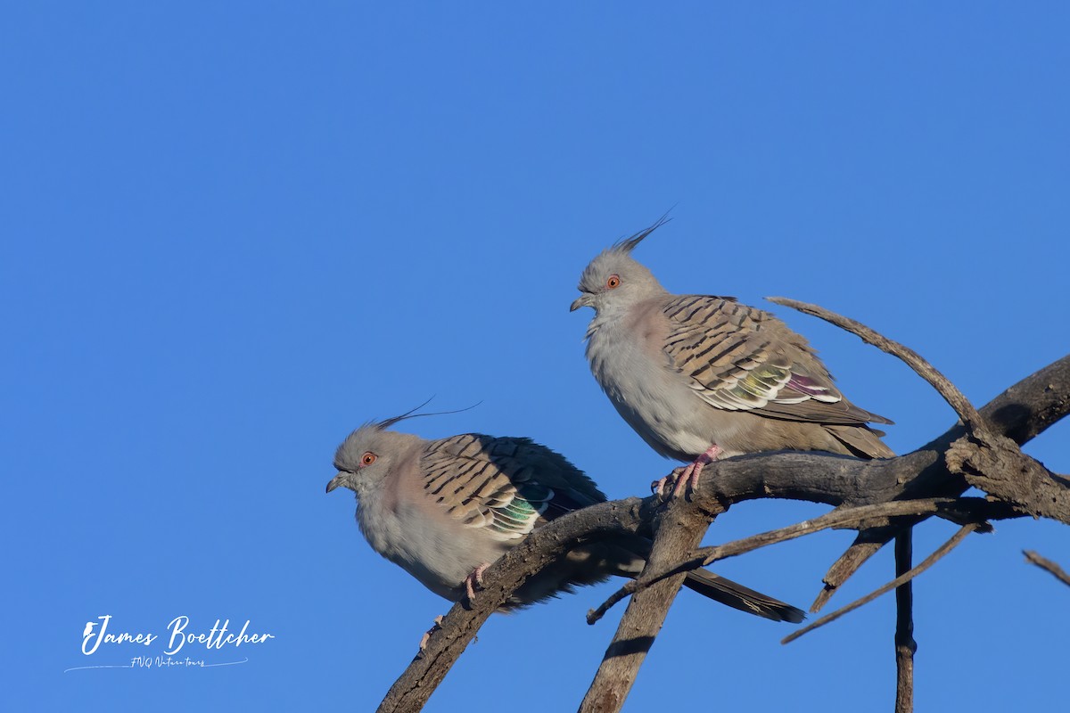 Crested Pigeon - ML340114971