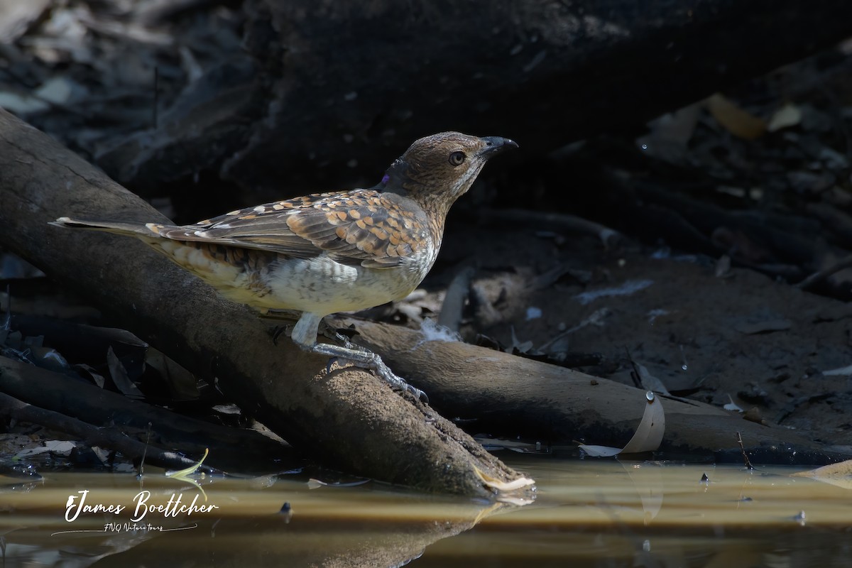 Spotted Bowerbird - ML340114991