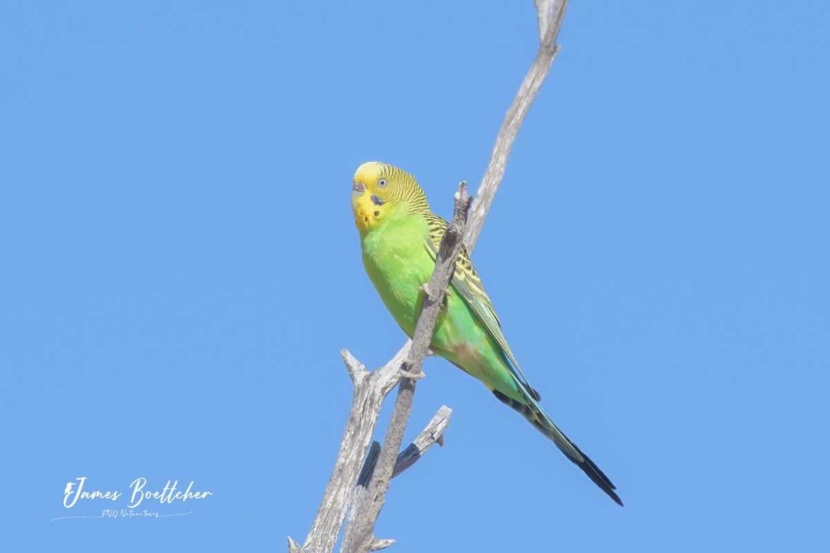 Budgerigar - ML340115001