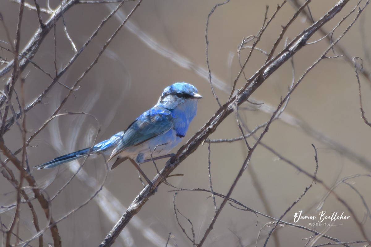 Splendid Fairywren - ML340115031
