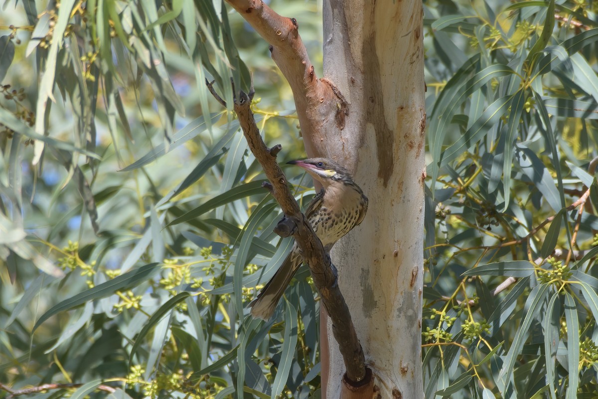 Spiny-cheeked Honeyeater - ML340115081